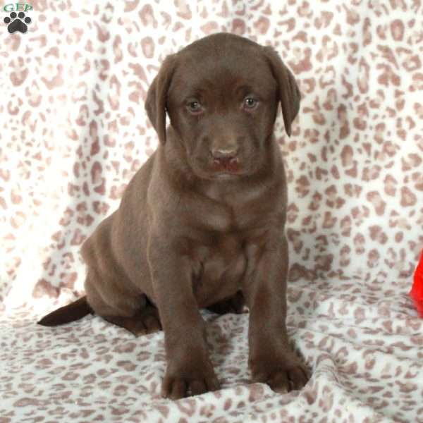 Rosie, Chocolate Labrador Retriever Puppy