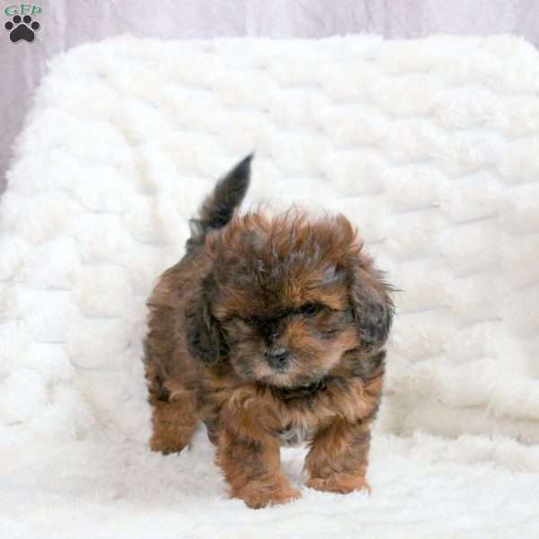 Rosie, Shih-Poo Puppy