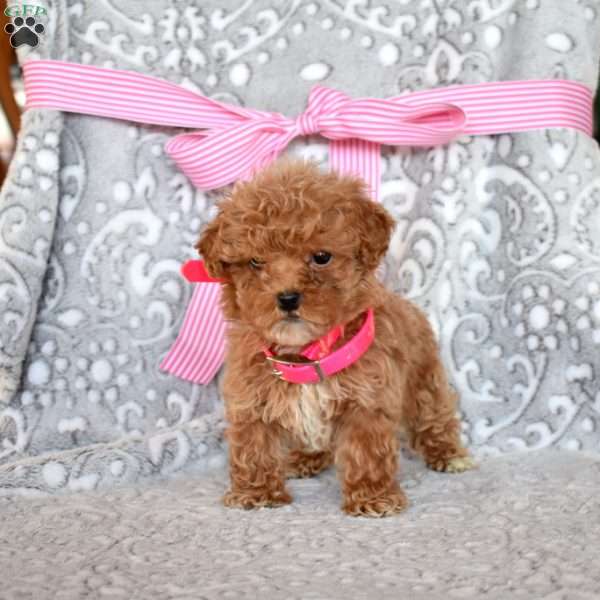 Rosie, Toy Poodle Puppy