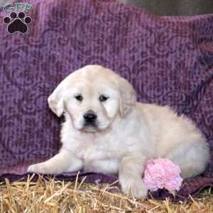 Rosie, Golden Retriever Puppy