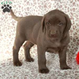 Rosie, Chocolate Labrador Retriever Puppy