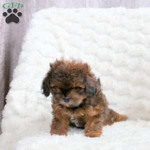 Rosie, Shih-Poo Puppy