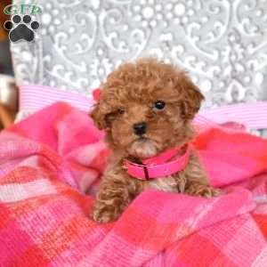 Rosie, Toy Poodle Puppy