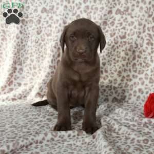 Rosie, Chocolate Labrador Retriever Puppy