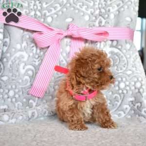 Rosie, Toy Poodle Puppy
