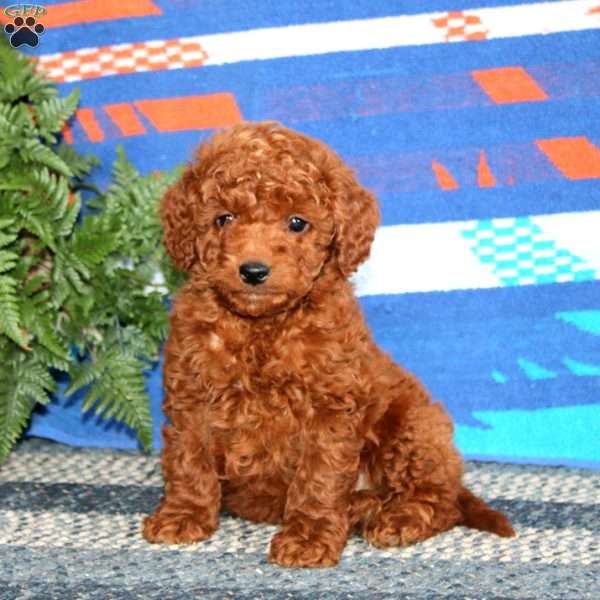 Ross, Mini Labradoodle Puppy