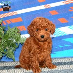 Ross, Mini Labradoodle Puppy