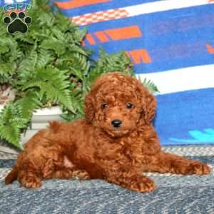 Ross, Mini Labradoodle Puppy