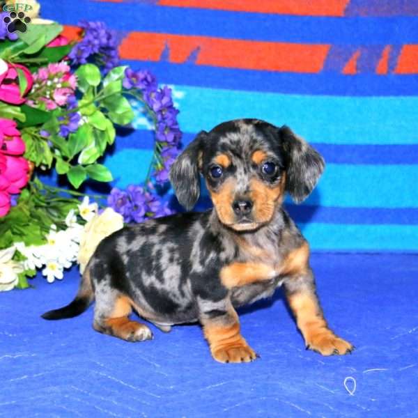 Rover, Dachshund Puppy