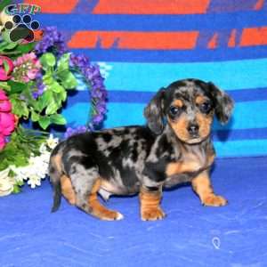 Rover, Dachshund Puppy