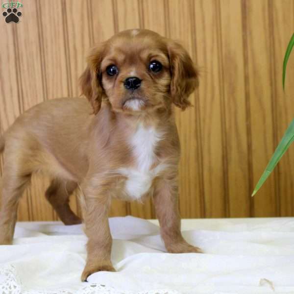Rowan, Cavalier King Charles Spaniel Puppy