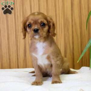 Rowan, Cavalier King Charles Spaniel Puppy
