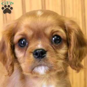 Rowan, Cavalier King Charles Spaniel Puppy