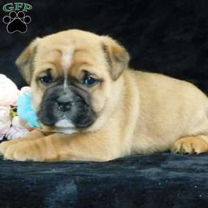 Rowdy, Miniature Bulldog Puppy