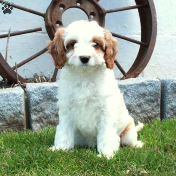 Roxie, Cavapoo Puppy