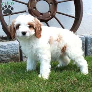 Roxie, Cavapoo Puppy