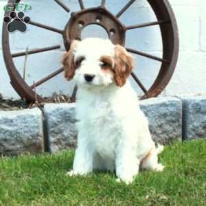 Roxie, Cavapoo Puppy