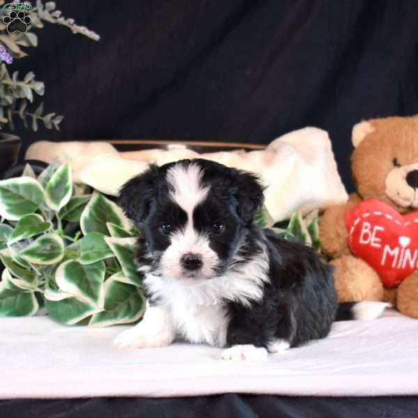 Roxy, Teddy Bear Puppy