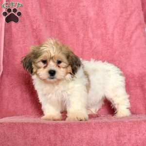 Roxy, Shih Tzu Puppy