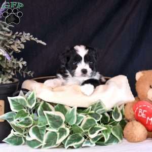 Roxy, Teddy Bear Puppy