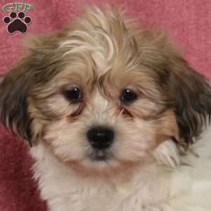 Roxy, Shih Tzu Puppy