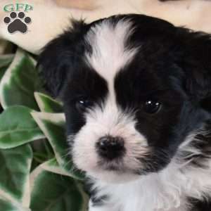 Roxy, Teddy Bear Puppy