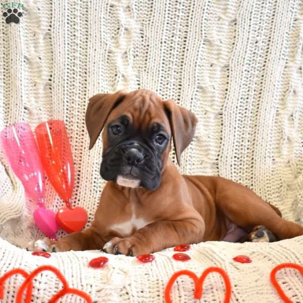 Royal, Boxer Puppy
