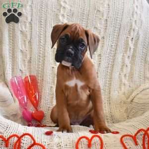 Royal, Boxer Puppy