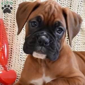 Royal, Boxer Puppy