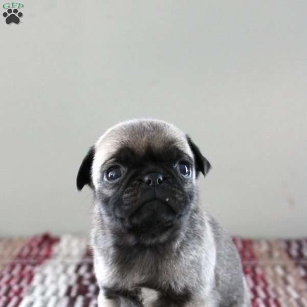 Ruby, Pug Puppy