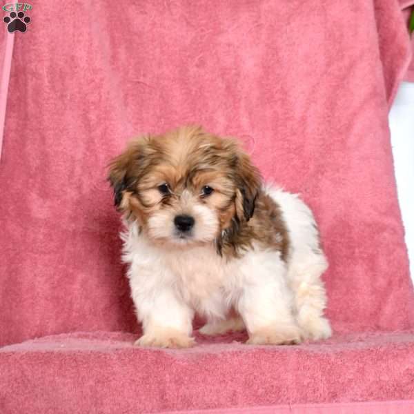 Rubble, Shih Tzu Puppy