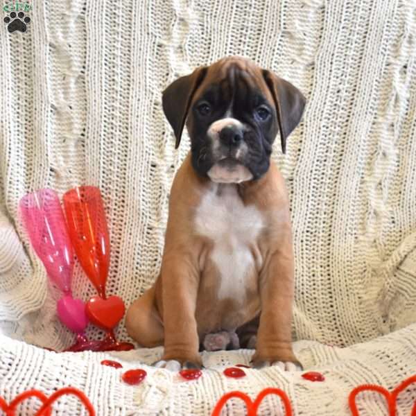 Rubble, Boxer Puppy