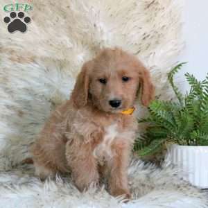 Rubble, Mini Labradoodle Puppy