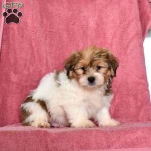 Rubble, Shih Tzu Puppy