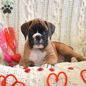 Rubble, Boxer Puppy