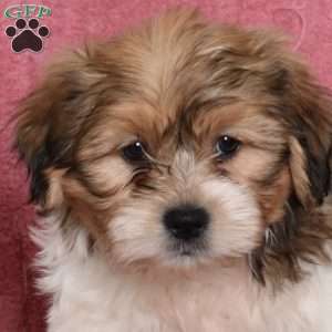 Rubble, Shih Tzu Puppy