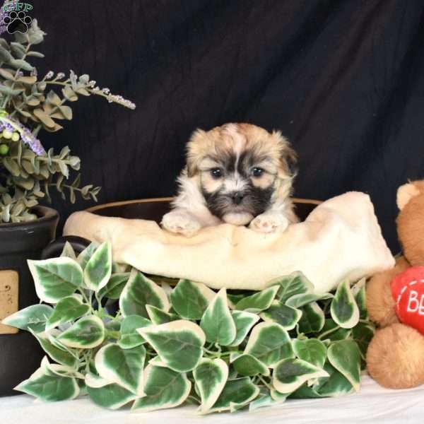 Ruby, Teddy Bear Puppy