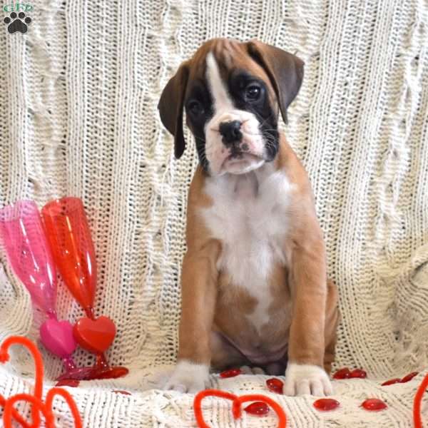 Ruby, Boxer Puppy