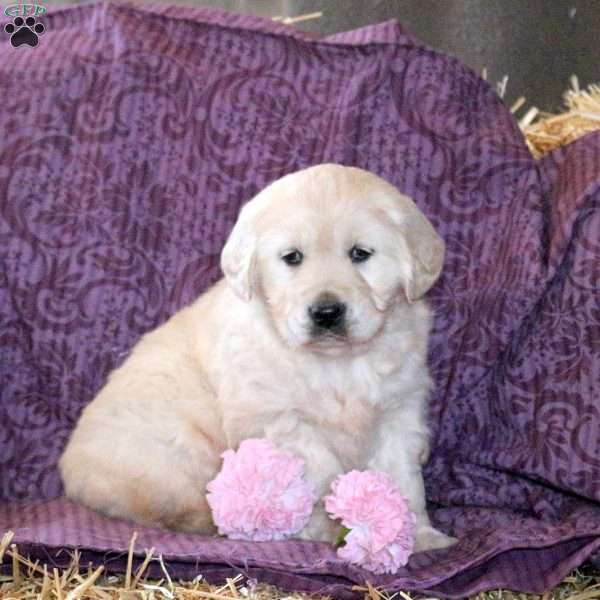 Ruby, Golden Retriever Puppy
