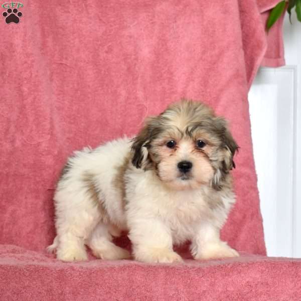 Ruby, Shih Tzu Puppy