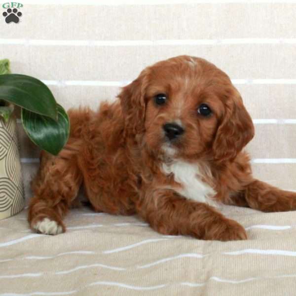 Ruby, Cavapoo Puppy