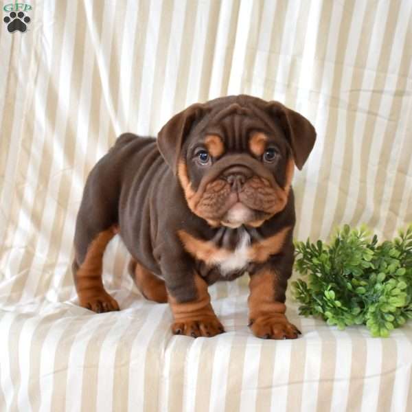 Ruby, English Bulldog Puppy