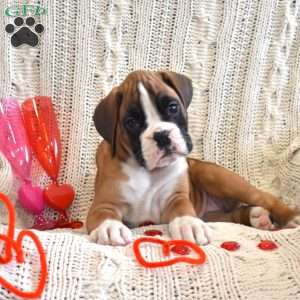 Ruby, Boxer Puppy