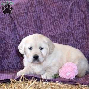 Ruby, Golden Retriever Puppy