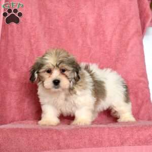 Ruby, Shih Tzu Puppy