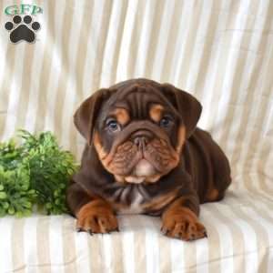 Ruby, English Bulldog Puppy