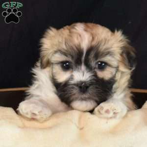 Ruby, Teddy Bear Puppy