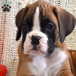 Ruby, Boxer Puppy