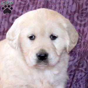 Ruby, Golden Retriever Puppy