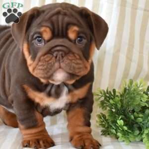 Ruby, English Bulldog Puppy